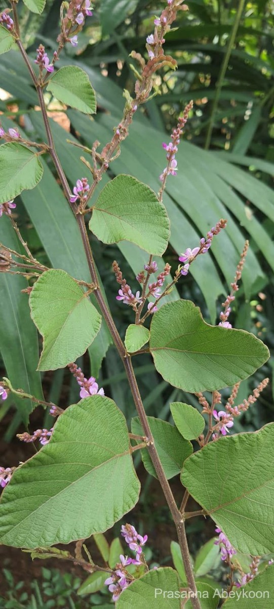 Polhillides velutina (Willd.) H.Ohashi & K.Ohashi